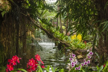 Pantropica